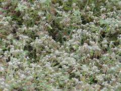 Alternanthera ficoidea