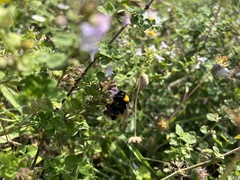 Bombus