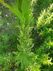 Solidago chilensis