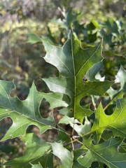 Quercus shumardii