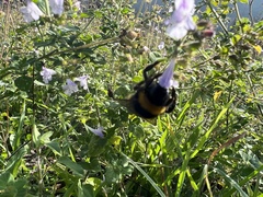 Bombus