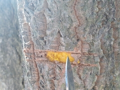 Phellodendron amurense