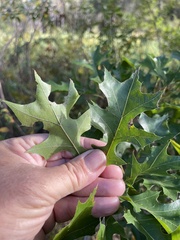 Quercus shumardii