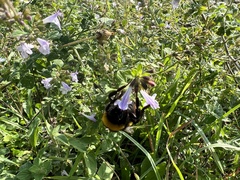 Bombus