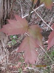 Toxicodendron pubescens