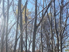 Phellodendron amurense