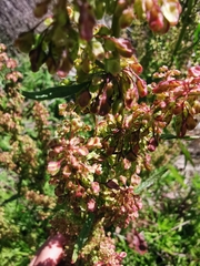 Rumex hydrolapathum