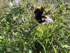 Bombus