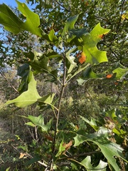 Quercus shumardii