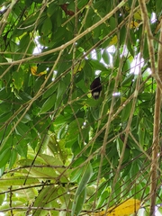 Microchera albocoronata