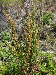 Rumex hydrolapathum