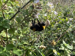 Bombus