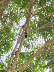 Microchera albocoronata