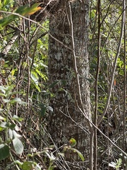 Quercus shumardii