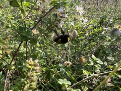 Bombus