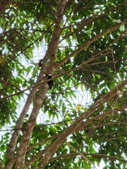 Microchera albocoronata