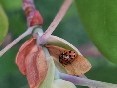 Hippodamia variegata