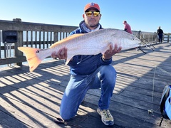 Sciaenops ocellatus