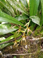 Brassia
