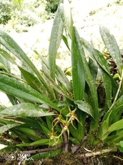 Brassia