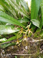 Brassia