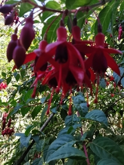 Fuchsia magellanica