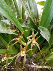 Brassia