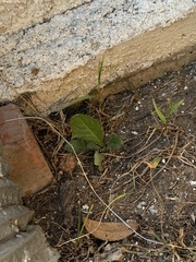 Amaranthus deflexus