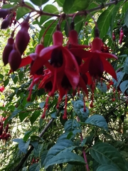 Fuchsia magellanica