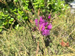 Melaleuca thymifolia