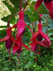 Fuchsia magellanica