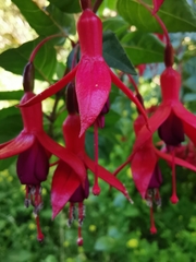 Fuchsia magellanica