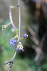 Plumbago caerulea