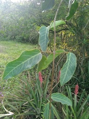 Dolichandra cynanchoides