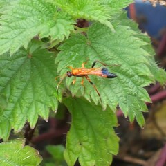 Ctenochares bicolorus