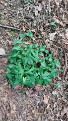 Arisarum proboscideum