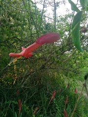 Dolichandra cynanchoides