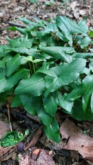 Arisarum proboscideum