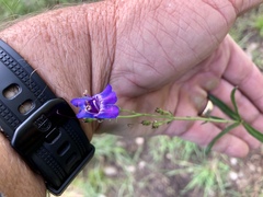 Penstemon neomexicanus