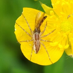 Dolomedes minor