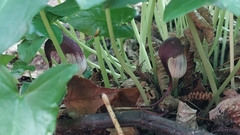 Arisarum proboscideum