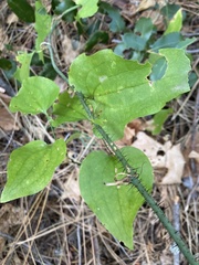Smilax californica