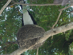 Grallina cyanoleuca