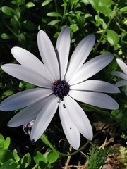 Dimorphotheca ecklonis