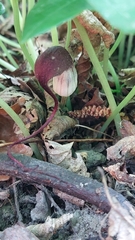 Arisarum proboscideum