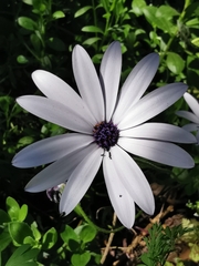 Dimorphotheca ecklonis