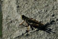 Melanoplus sanguinipes
