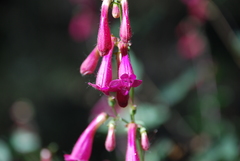 Penstemon pseudospectabilis