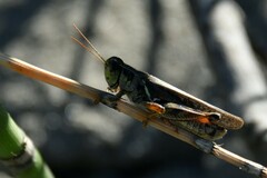 Melanoplus sanguinipes