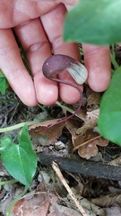 Arisarum proboscideum
